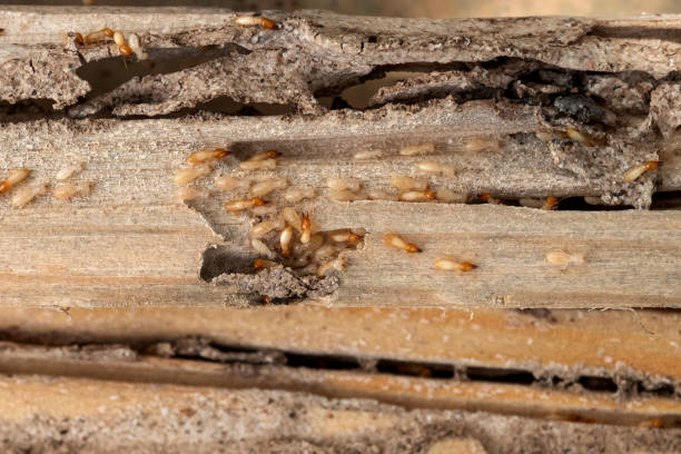 Best Affordable Pest Control Services  in Holly, MI