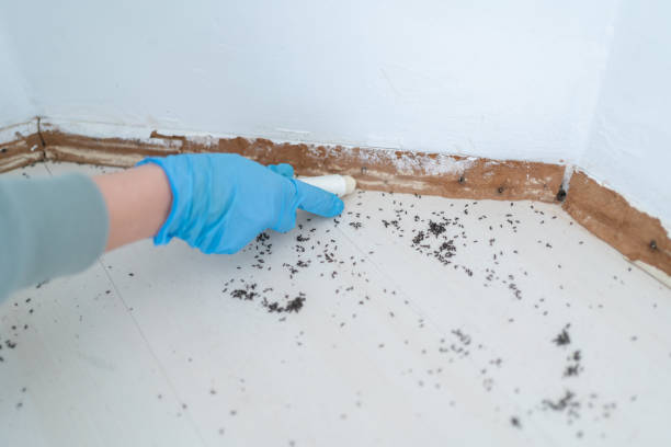 Best Pest Inspection Near Me  in Holly, MI